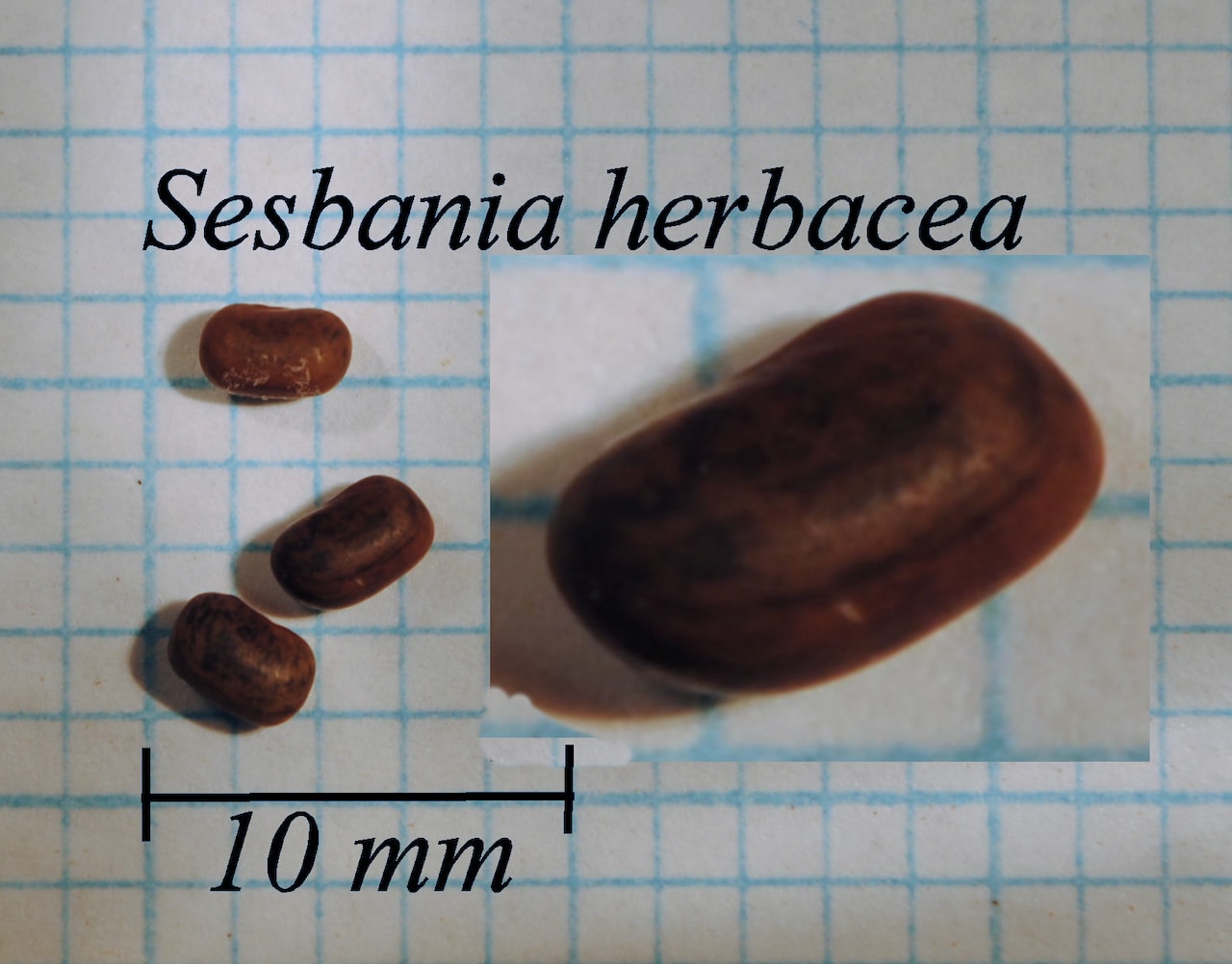 https://www.hardy-plant.org.uk/image/catalog/library/seeds/S01647.jpg