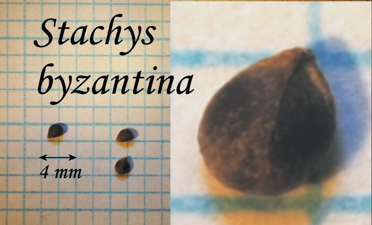 https://www.hardy-plant.org.uk/image/catalog/library/seeds/S01667.jpg