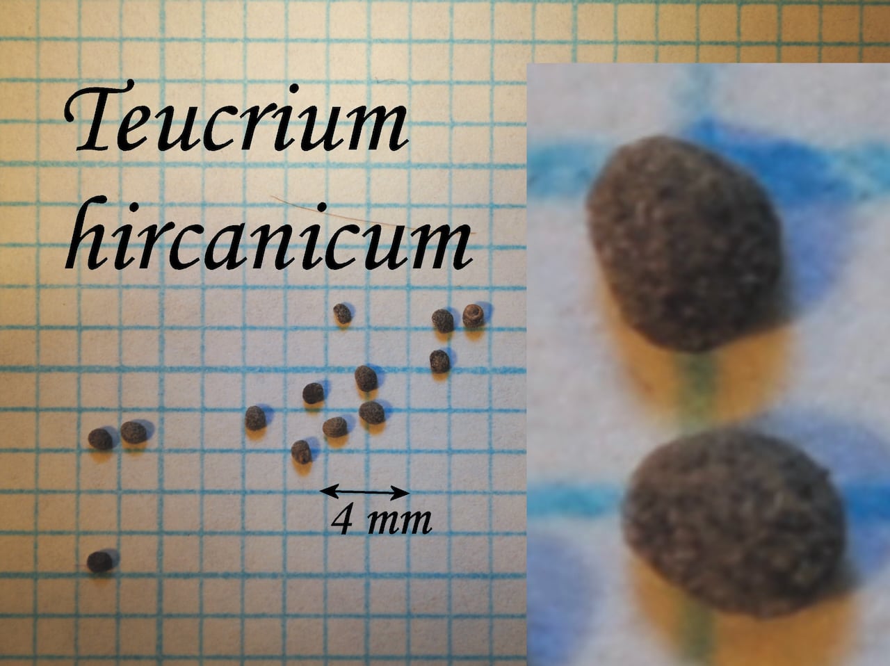 https://www.hardy-plant.org.uk/image/catalog/library/seeds/S01691.jpg