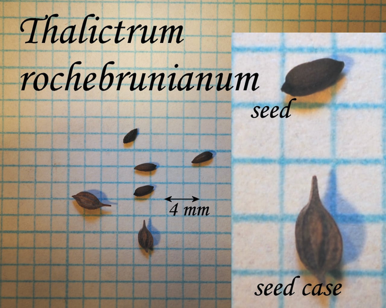 https://www.hardy-plant.org.uk/image/catalog/library/seeds/S01694.jpg