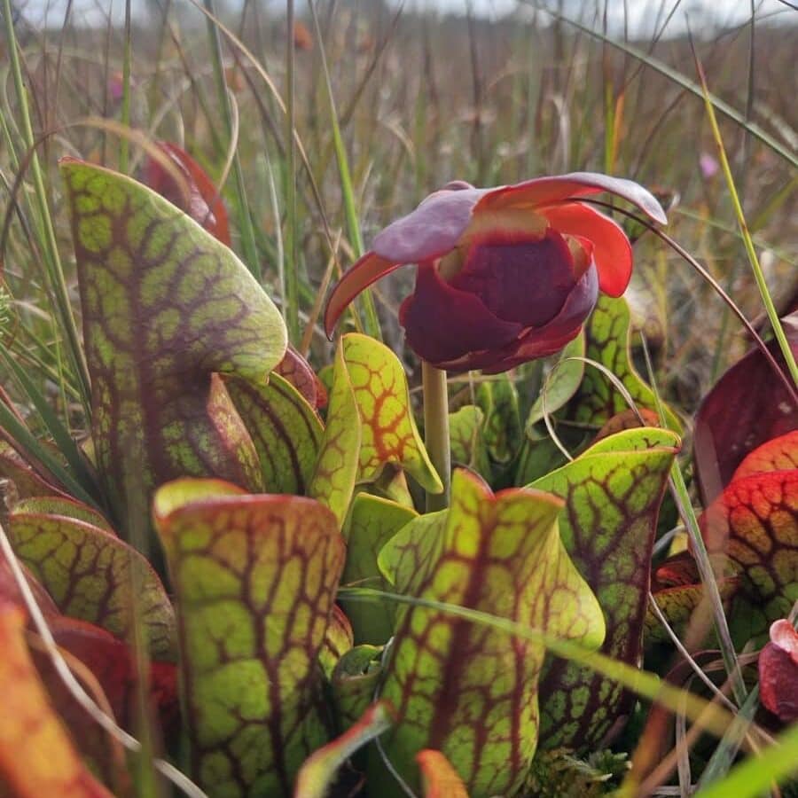 Striking maroon-veined leaves