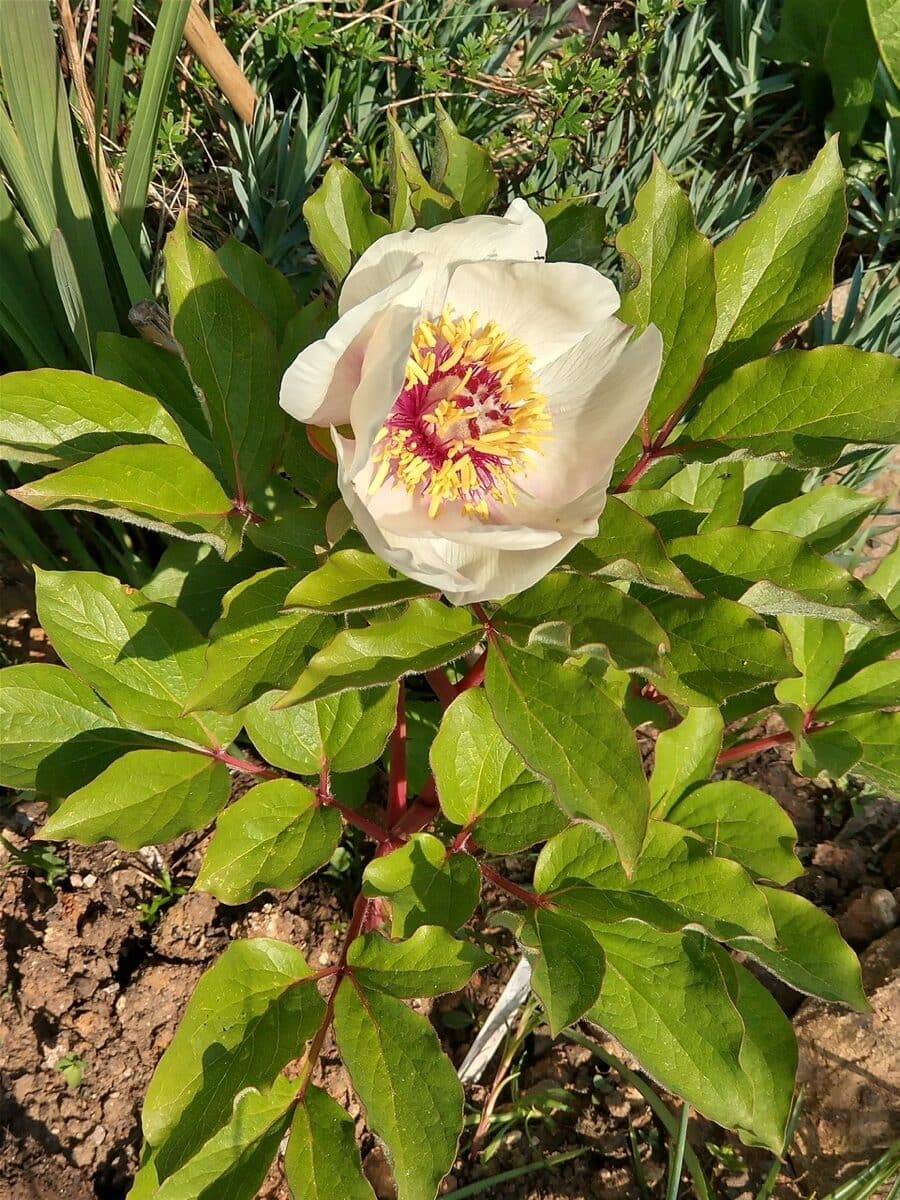 Marc’s Greek P. mascula ssp. hellenica