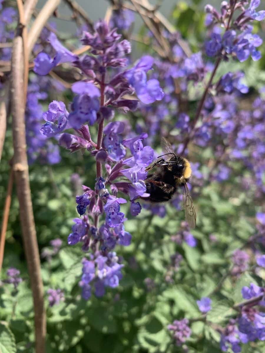 A bee on Nepeta; some plants can ‘sense’ an insect’s presence and increase the sugar content of their nectar.