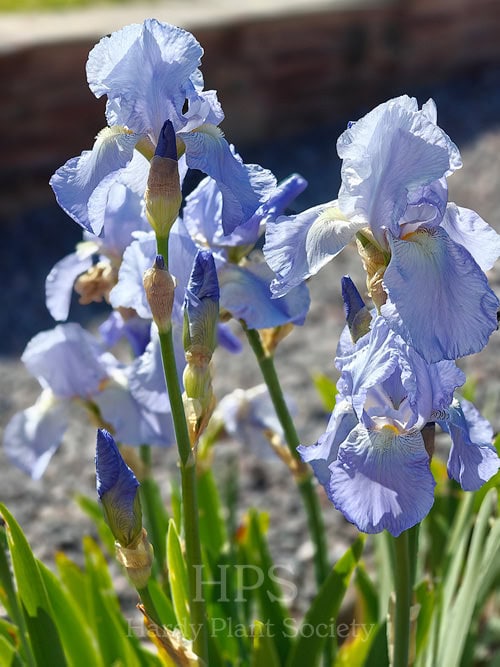 Iris 'Jane Phillips'