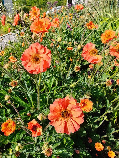 Geum 'Totally Tangerine'