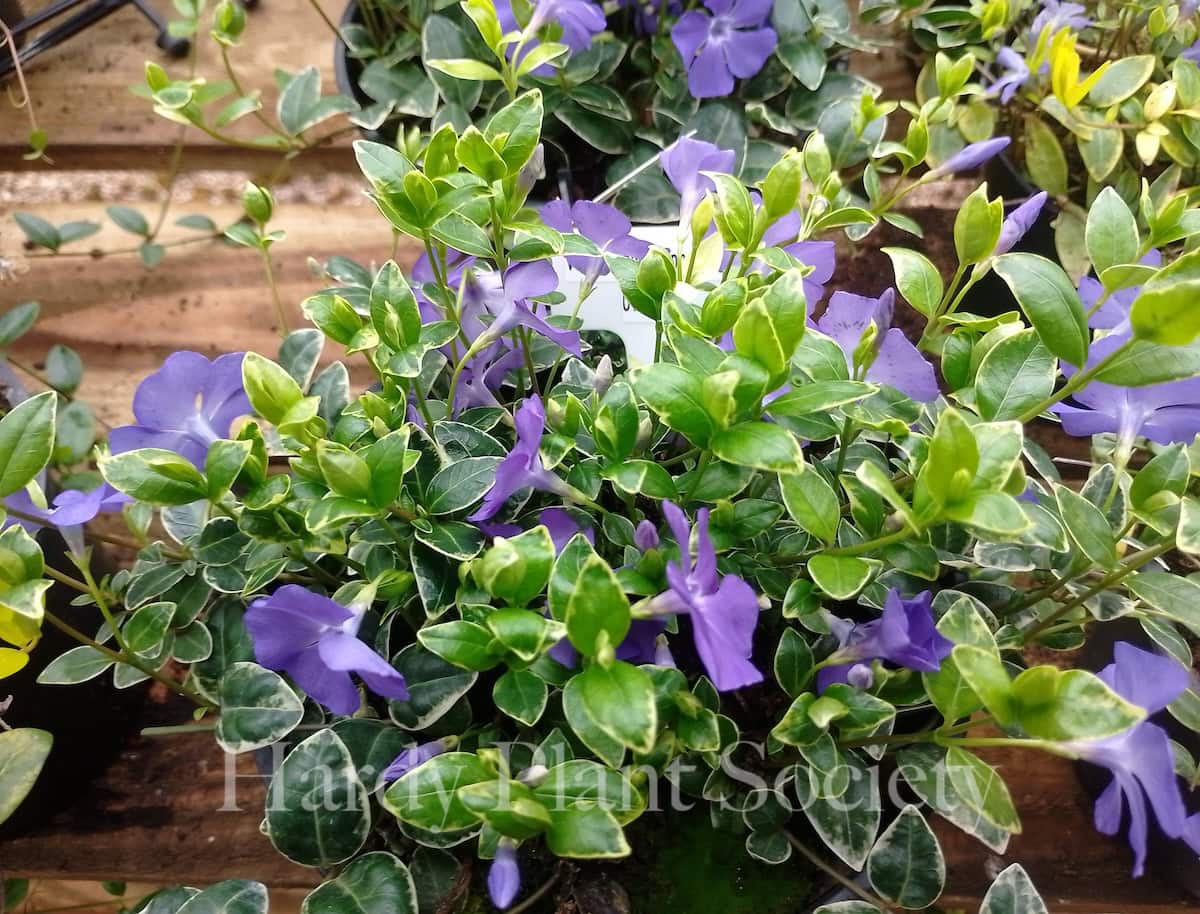 Vinca minor 'Ralph Shugert'