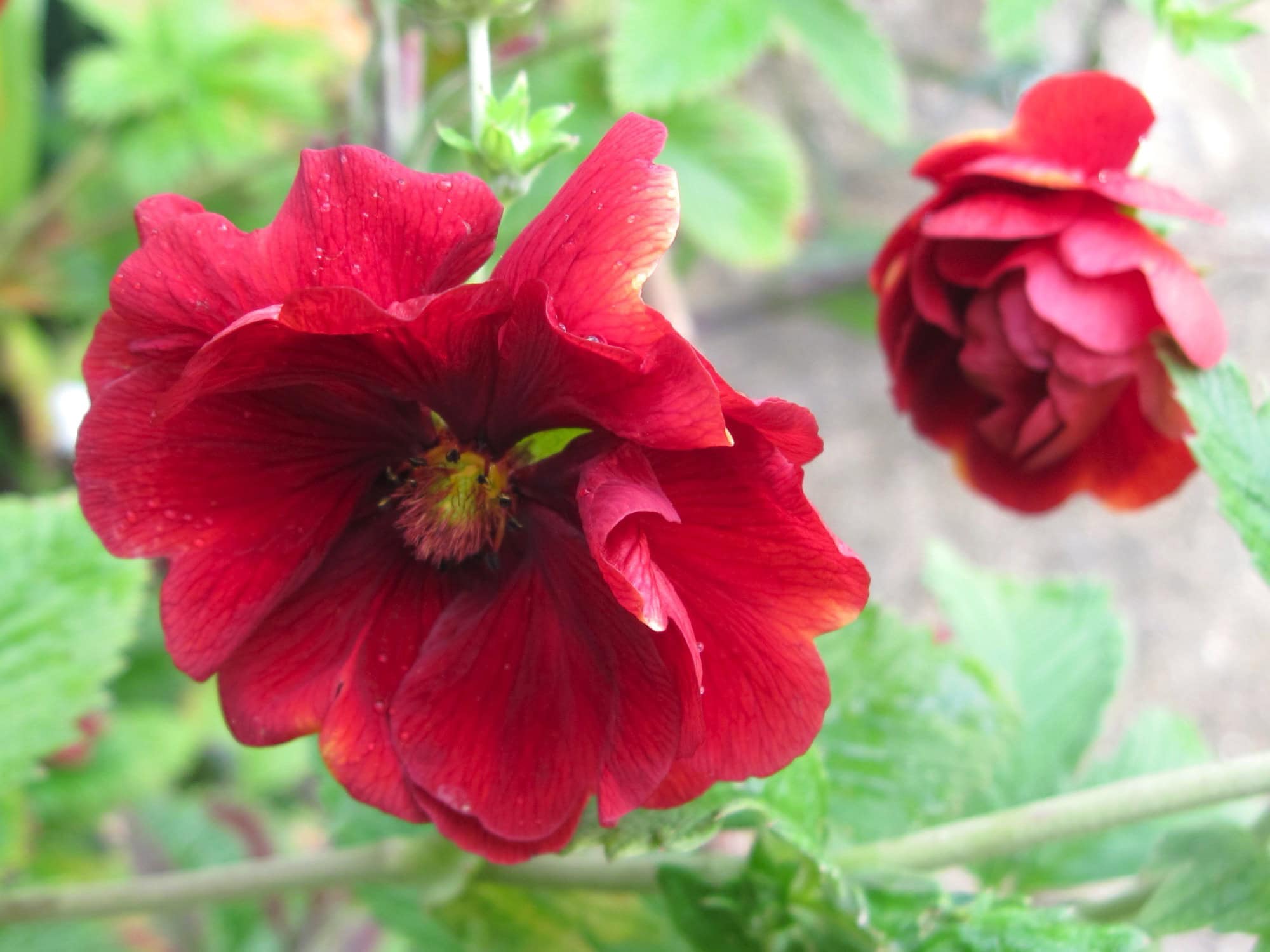Potentilla ‘Gloire de Nancy’ © HPS Image Library