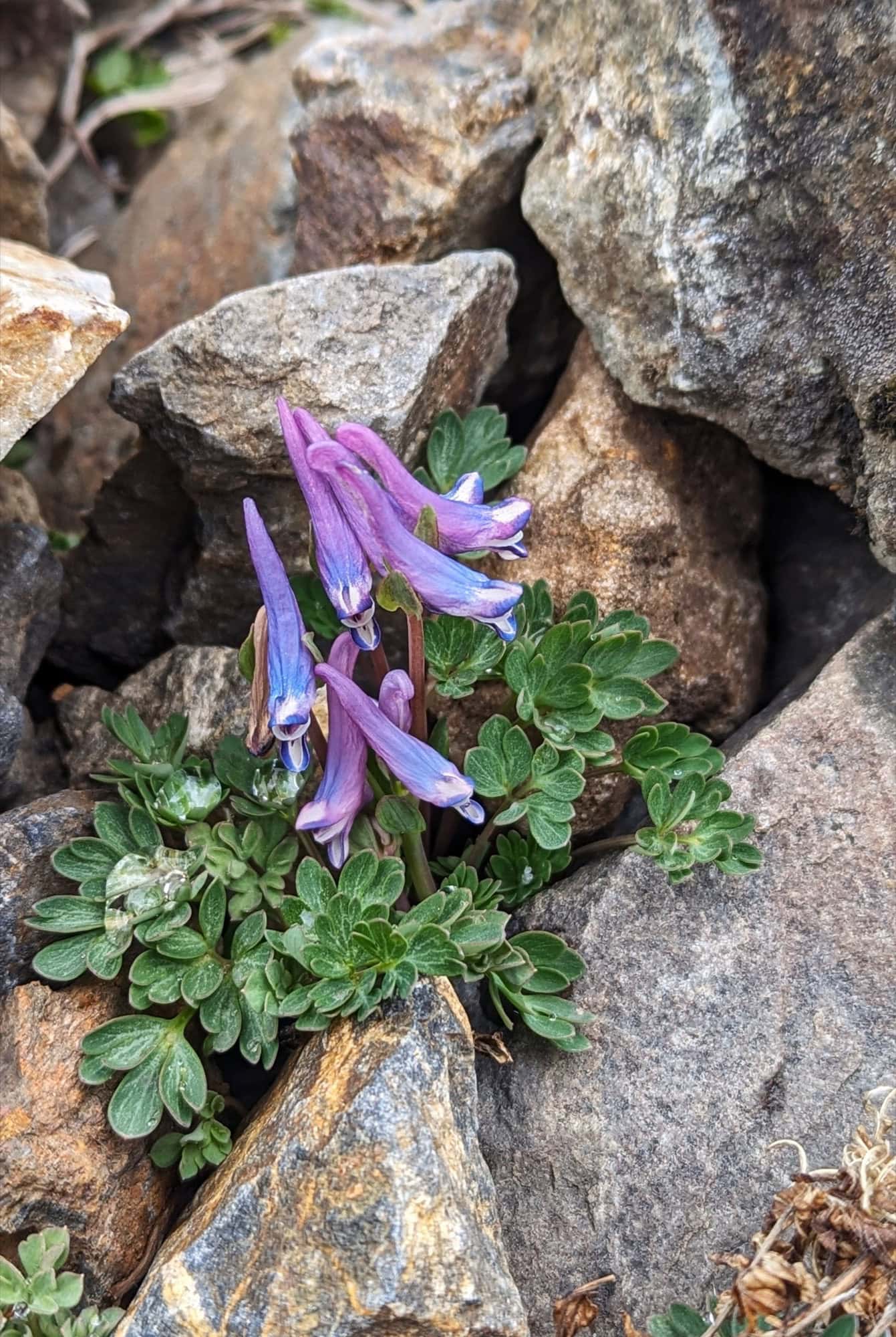 Corydalis cashmeriana © Selina Tan