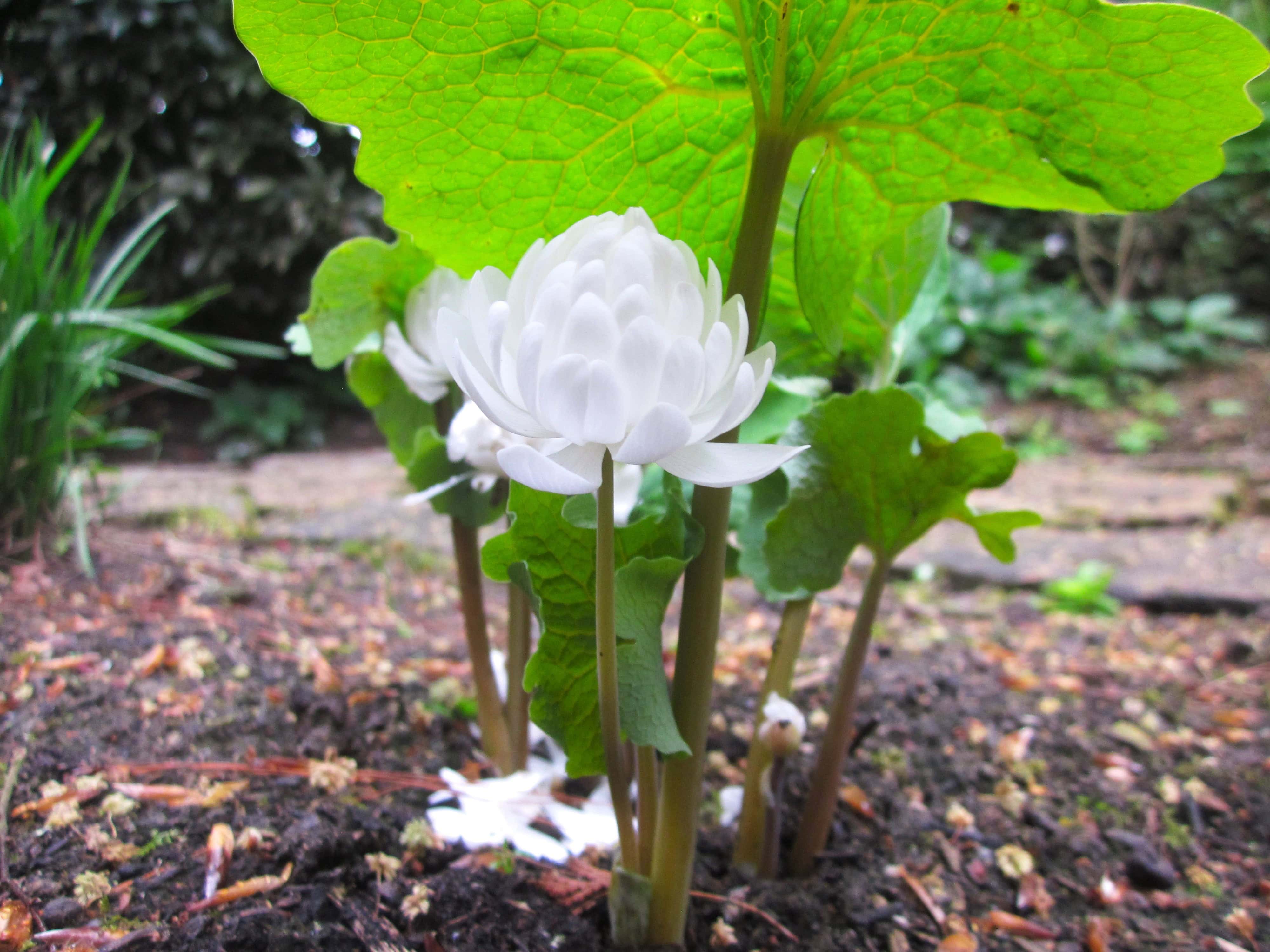 Bloodroot, Sanguinaria canadensis f. multiplex ‘Plena’ © Souren Ala