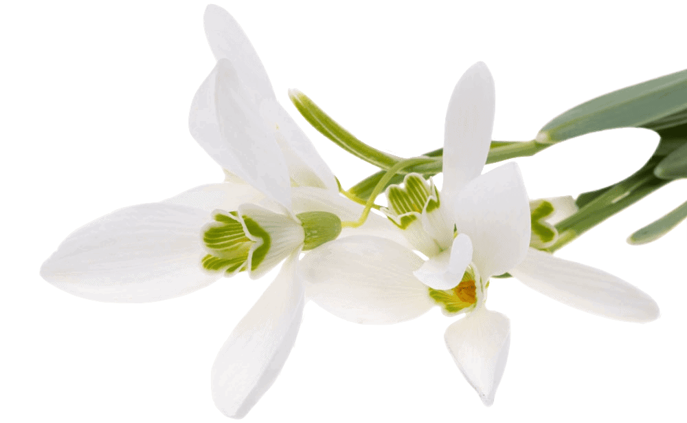 Snowdrop